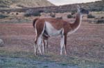 Chile - parque nacional torres del paine - guanaco 